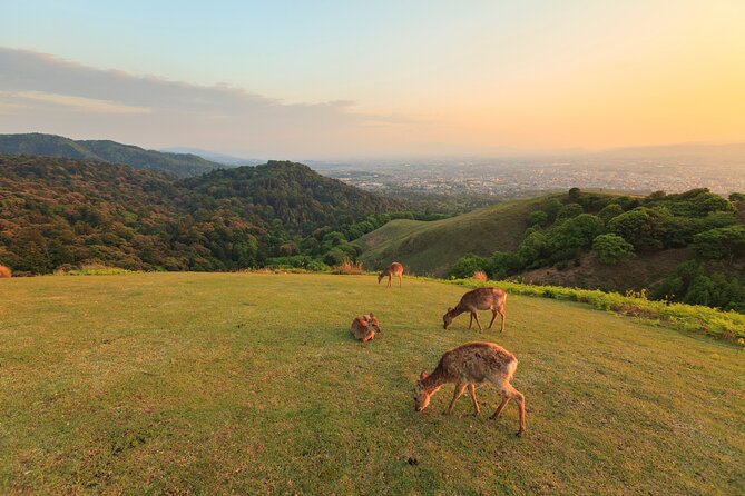 Best of Kyoto and Nara Highlights Day Tour from Osaka (7~9 spots) - Route A (Mon/Wed/Fri): Uji stops and Fushimi Inari’s torii walk