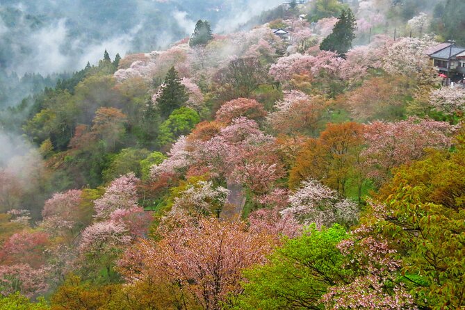 Cherry Blossom Buddha and Mt.Yoshino with Strawberry Picking Tour - Lunch Between Blossoms: The Included Bento You’ll Actually Eat