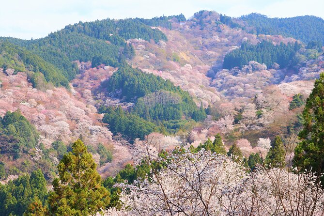 Cherry Blossom Buddha and Mt.Yoshino with Strawberry Picking Tour - Price and Value: What $114.02 Gets You