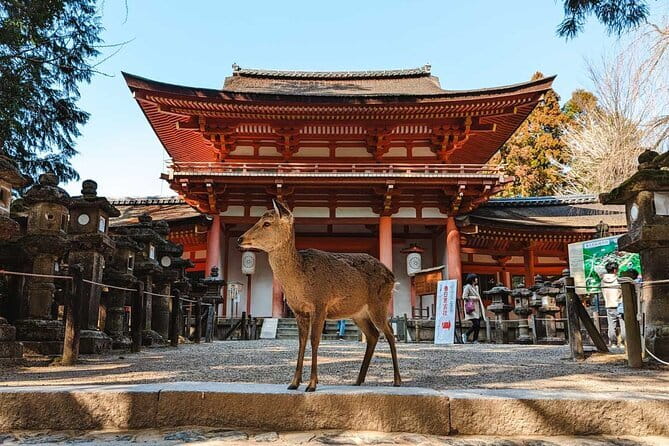 Exclusive Luxury Day Tours Serene Nara - Key Highlights You’ll Actually Feel