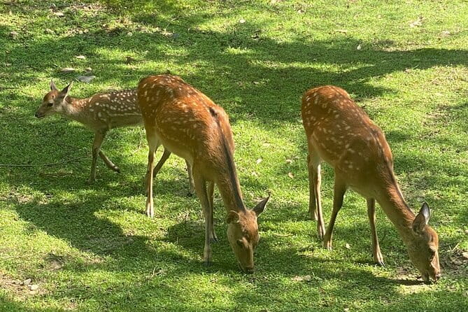 Exclusive Luxury Day Tours Serene Nara - Price and What You’re Really Paying For ($425 + Site Fees)