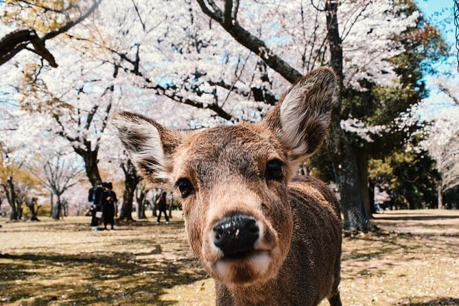 Explore Osaka | Private Tour - Local English Driver(guide option) - Shinsekai: a quick trip into Showa-era street energy