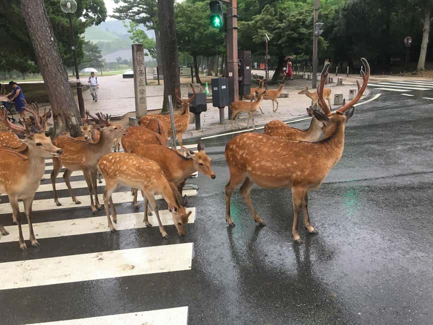 From Kyoto or Osaka: Kyoto Highlights & Nara Park Day Trip - Gion, Yasaka Shrine, and the Kimono Photo Moment