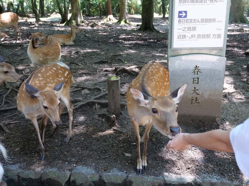 From Kyoto or Osaka: Kyoto Highlights & Nara Park Day Trip - Fushimi Inari-taisha: Red Torii Gates, Blessings, and Horse Details