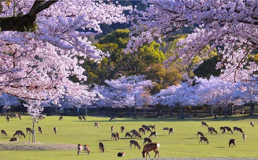 From Kyoto or Osaka: Kyoto Highlights & Nara Park Day Trip - Morning at Kiyomizu Temple and Kyoto’s Old Streets