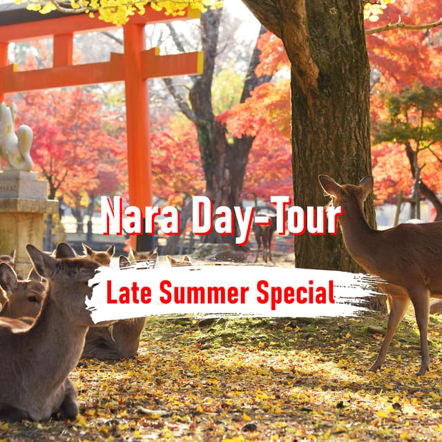 From Osaka: 10-hour Private Customized Tour to Nara - Why this private car tour is such a practical way to do Nara
