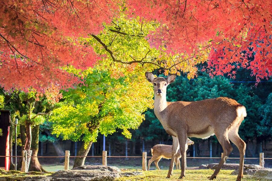 From Osaka: 10-hour Private Customized Tour to Nara - Timing notes that help you plan your day in Osaka