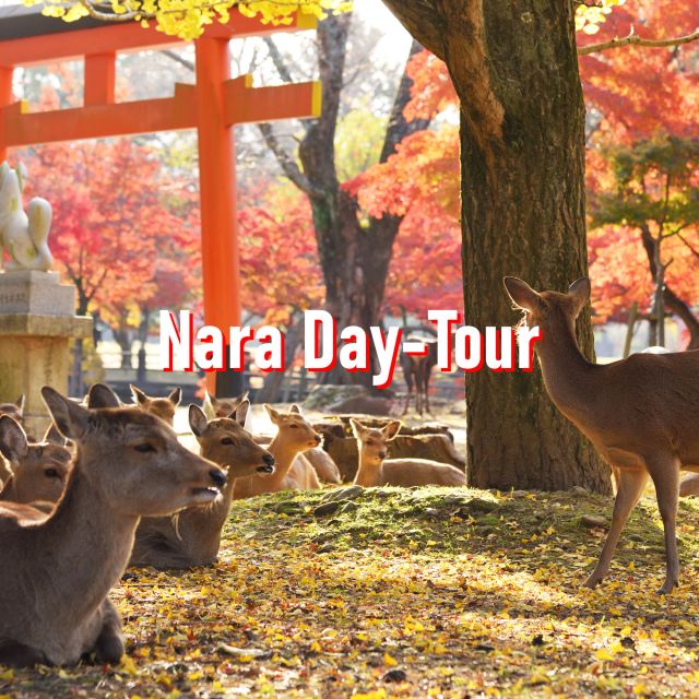 From Osaka: 10-hour Private Customized Tour to Nara - Entering Nara Park: Todai-ji and Daibutsu-den without the rush