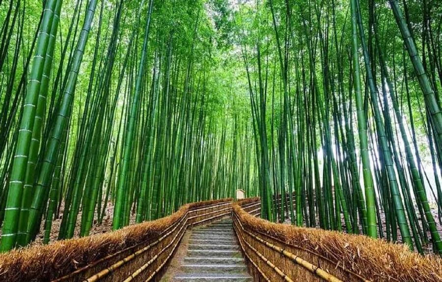 From Osaka: Kyoto, Nara, Fushimi Inari & Arashiyama Day Tour - Price and Value: What $56 Covers (and What It Doesn’t)