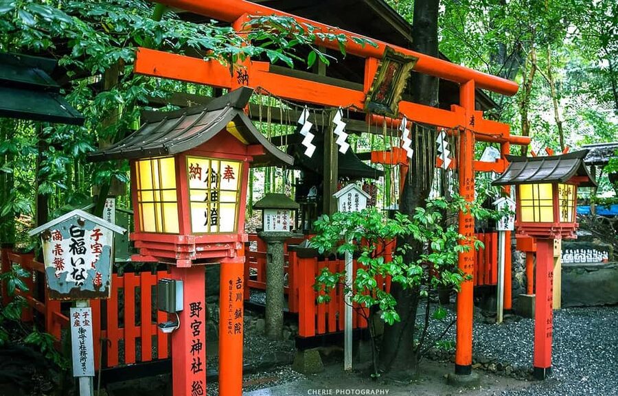 From Osaka: Kyoto, Nara, Fushimi Inari & Arashiyama Day Tour - Nara Park: Deer Up Close (And the One Way to Do It)