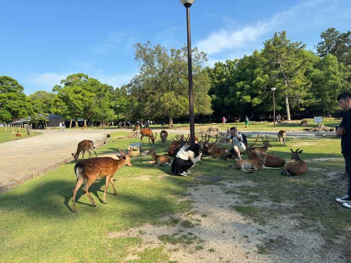 From Osaka/Kyoto: Nara One Day Private Tour - Why a Private Nara Day Works So Well From Osaka or Kyoto