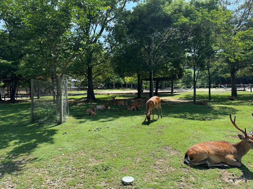 From Osaka/Kyoto: Nara One Day Private Tour - Nara Park Deer Time: Fun, Rules, and Photo Reality