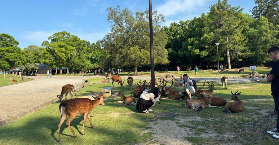 From Osaka/Kyoto: Nara One Day Private Tour - Yoshikien Garden: The Legs-Reset Part of the Day