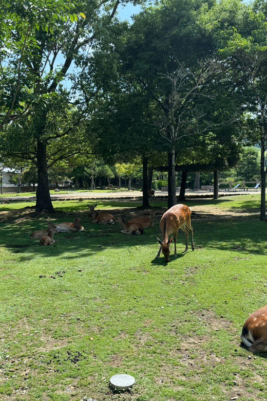 From Osaka/Kyoto: Nara One Day Private Tour - Pickup, Timing, and How the Van Day Really Feels