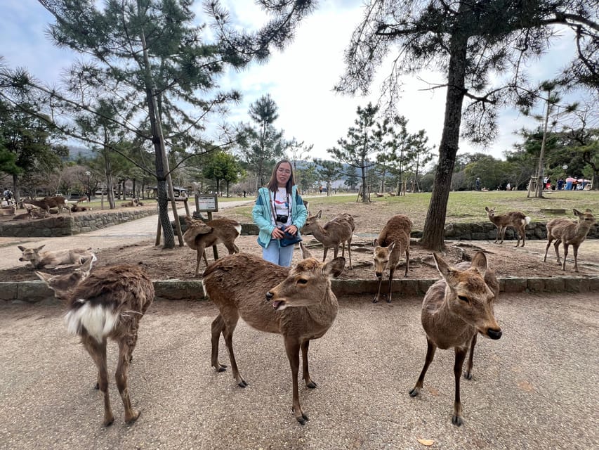 From Osaka/Kyoto:Private Kyoto-Nara Day Tour - Kyoto temple stops: Kiyomizudera, Fushimi Inari, Kinkaku-ji, and Arashiyama
