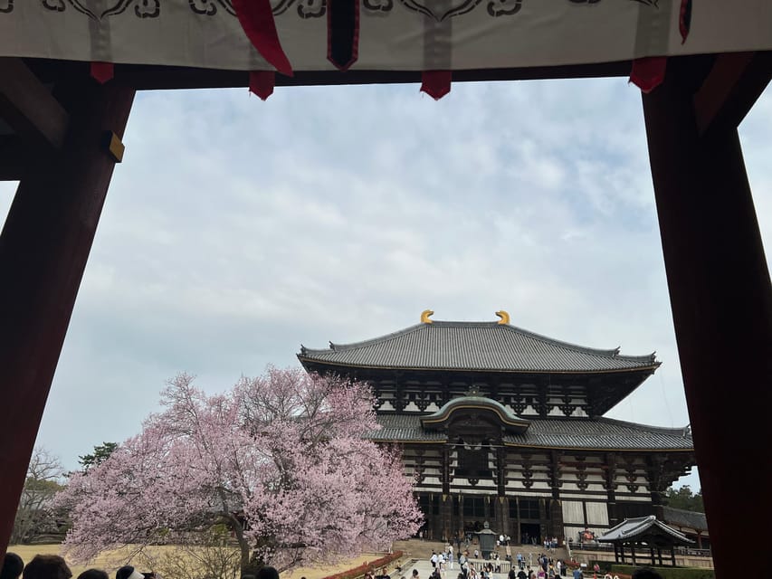 From Osaka/Kyoto:Private Kyoto-Nara Day Tour - Nara Park deer and Todai-ji’s Great Buddha