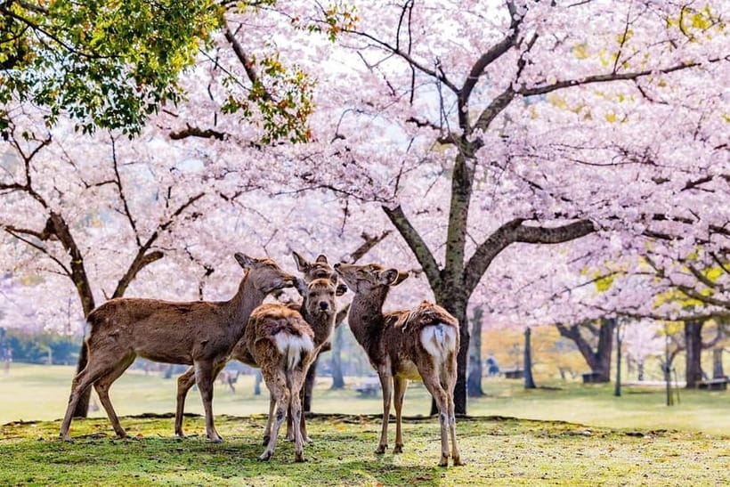 From Osaka: Nara Deer & Kyoto Kiyomizudera Sightseeing Tour - Key points to know before you go