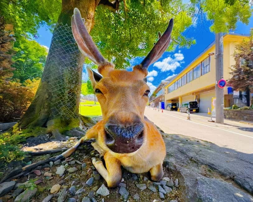 From Osaka: Nara Deer & Kyoto Kiyomizudera Sightseeing Tour - Fushimi Inari and the Senbon Torii gates