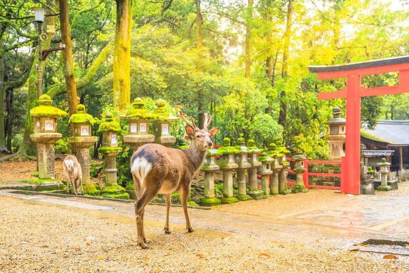 From Osaka: Nara Deer & Kyoto Kiyomizudera Sightseeing Tour - Nara Park deer time: 80 minutes with hundreds of shika