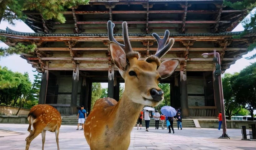 From Osaka: Nara Deer & Kyoto Kiyomizudera Sightseeing Tour - Price and value: what $69 really covers (and what to budget)