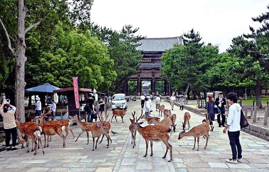 From Osaka: Nara, Kiyomizu-dera & Fushimi Inari Trip - Key things to know before you go