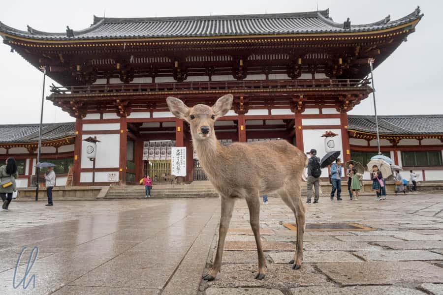 From Osaka: Nara, Kiyomizu-dera & Fushimi Inari Trip - From Osaka Mode Gakuen to Nara Park: what the start really feels like