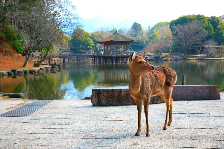 From Osaka: Nara, Kiyomizu-dera & Fushimi Inari Trip - Nara Park deer and the calm chaos of feeding