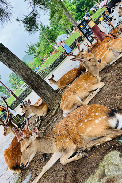 From Osaka: Nara Private Tour with Meet-Up at Your Hotel - Getting from Osaka: timed train ride plus quick local orientation