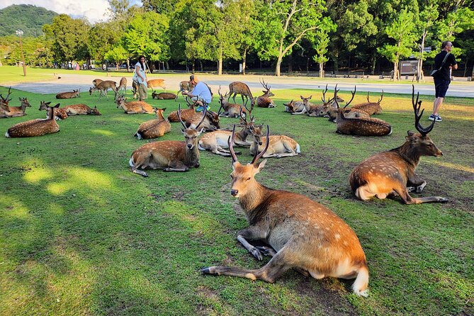 Full Day Guided Tour to Kyoto and Nara from Osaka by Van - Nara Park Setup: Yumekaze Plaza for a Bathroom Break