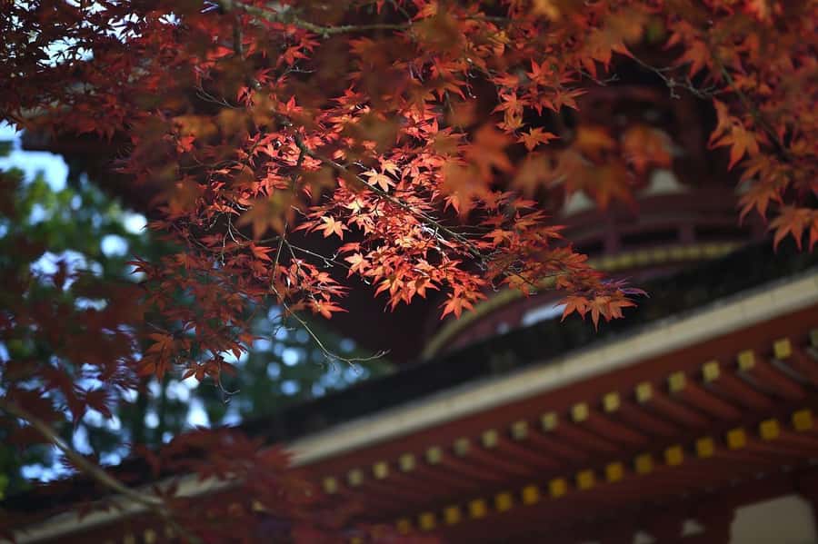 Koyasan: A Mysterious Meditation Journey - Translation support and the role of your driver