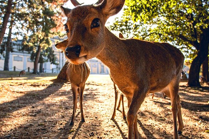 Kyoto and Nara Day Tour From Osaka with Deer Sightings - Should You Book This Kyoto and Nara Day Tour?