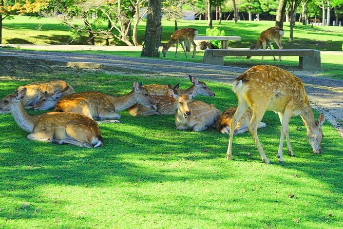 Kyoto and Nara UNESCO Highlights Full-day Tour From Osaka - How The 9-Hour Kyoto-Nara Route Runs From Osaka