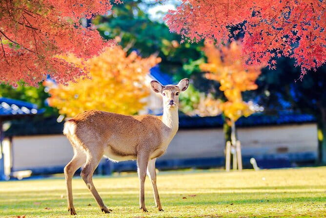 Kyoto and Nara UNESCO Highlights Full-day Tour From Osaka - Walking Reality Check: Hilly Temples, Tight Windows, and Smart Timing