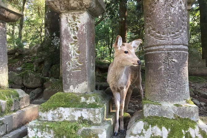 Kyoto & Nara Private customized tour with English speaking Guide - Todai-ji Temple: A UNESCO Moment That Can Still Feel Personal