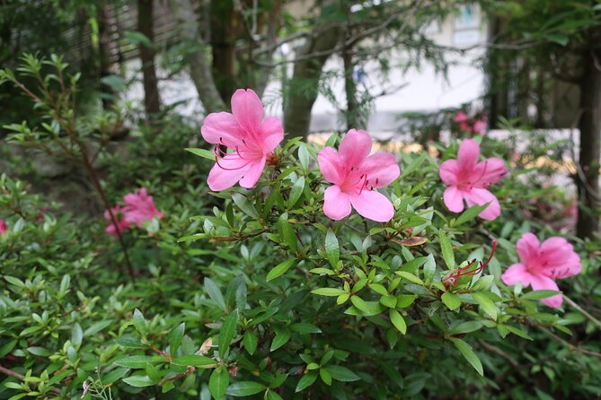 Minoh Waterfall and nature walk through the Minoh Park - Minoo Park on paved roads: where locals go to breathe