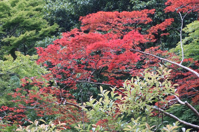 Minoh Waterfall and nature walk through the Minoh Park - Ryuanji Temple: ascetic traditions and mountain worship in the hills