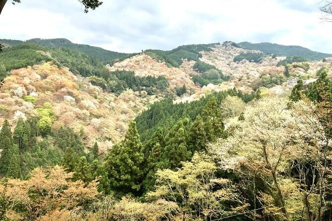 Nara 8hr Private Tour - Osaka DEP. with Licensed Guide - Temple circuit options: Horyu-ji, Kofuku-ji, Yakushi-ji, and Toshodai-ji