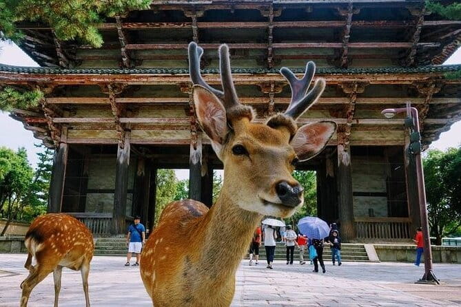 Nara Day Trip from Osaka with a Licensed Guide - Todai-ji: Start With the Nandai Gate, Then See the Main Hall