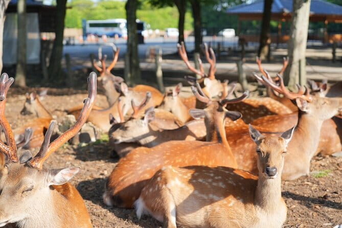 Nara Early Morning Tour (Osaka Departure Option) - Key Points You’ll Feel Right Away