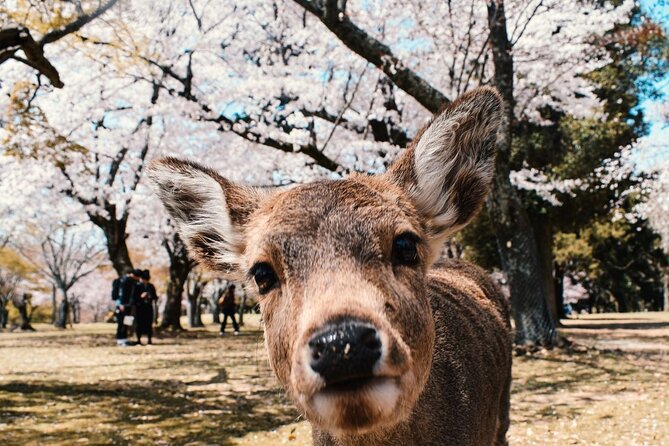 Nara : Private Day Walking Tour (From Osaka/Kyoto Possible) - Key Highlights Worth Noting