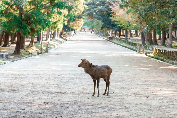 Nara : Private Day Walking Tour (From Osaka/Kyoto Possible) - A Private Nara Day, Custom-Fit to Your Footsteps