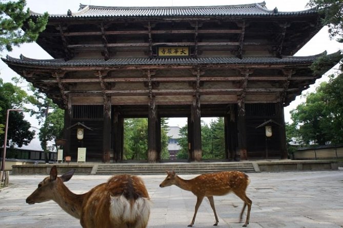 Nara Private Tour by Public Transportation from Osaka - Nara Park: deer sightings without losing the plot