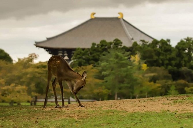 Nara Private Tour by Public Transportation from Osaka - Kasuga Grand Shrine: wisteria fame and a temple precinct vibe