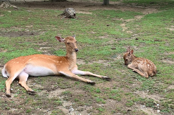 Nara private tour (Shore excursion available from Osaka or Kobe port) - Key things to know before you go
