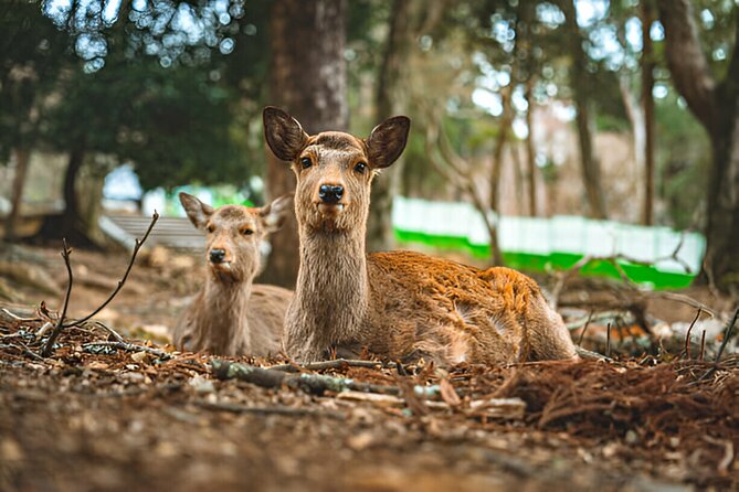 Nara Private Tour with Pick and Drop and English Speaking Driver - A Private Driver Turns Nara Into a One-Day Win