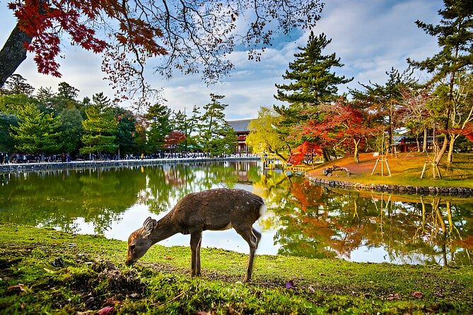Nara Private Tour with Pick and Drop and English Speaking Driver - Kasuga Taisha Museum and Naramachi: A Different Side of Nara