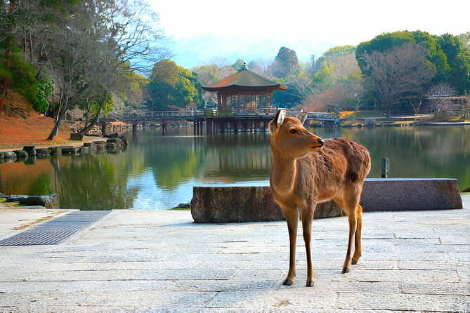 Nara Private Tour with Pick and Drop and English Speaking Driver - Nara Park and Todai-ji: The Big Two, Efficiently Done