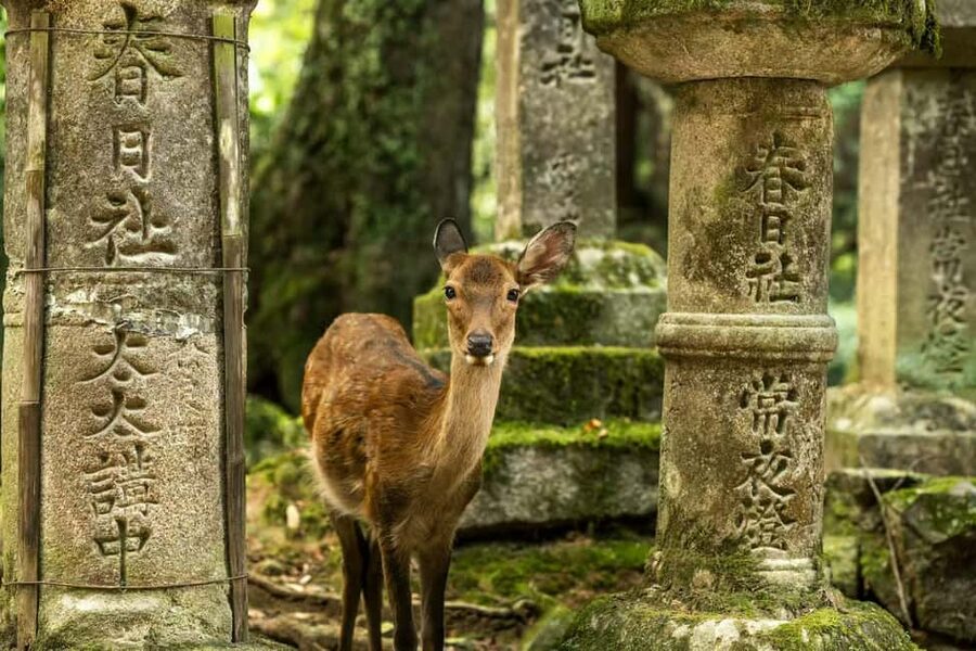 Osaka and Nara Customized Private tour with English Driver - A private day that moves fast between Osaka and Nara