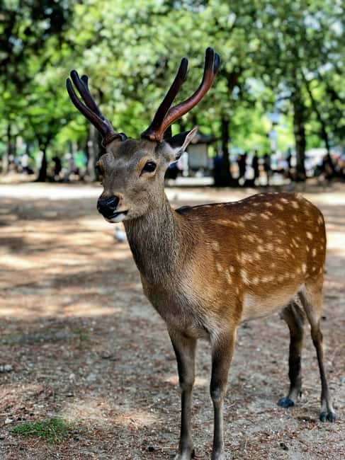 Osaka and Nara Customized Private tour with English Driver - English driver expectations, translation app, and when to add a guide