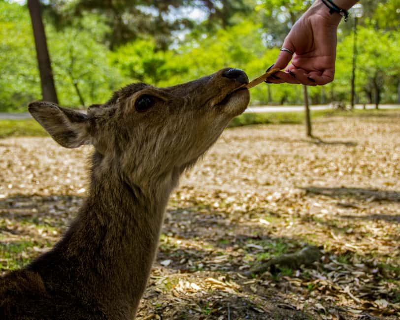 Osaka and Nara Customized Private tour with English Driver - Osaka Castle Park and the seasonal cherry blossom plan